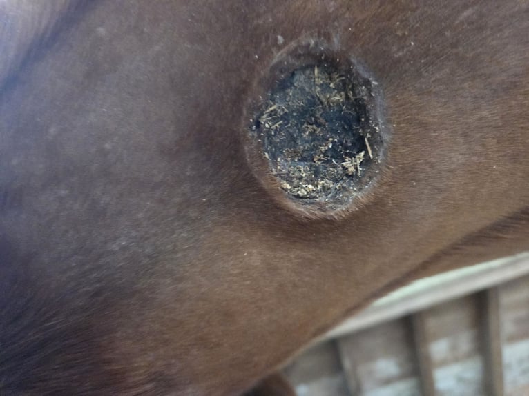 New Forest Pony Gelding 3 years 14,1 hh Brown in Attinghausen