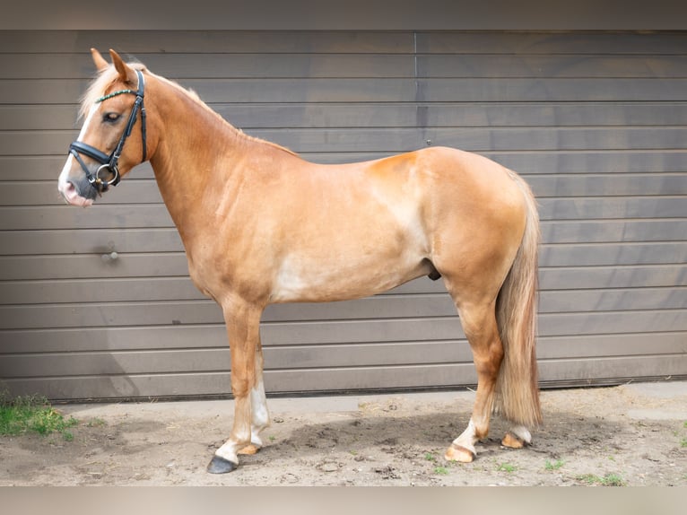 New Forest Pony Gelding 4 years 13,3 hh Chestnut-Red in Hünxe