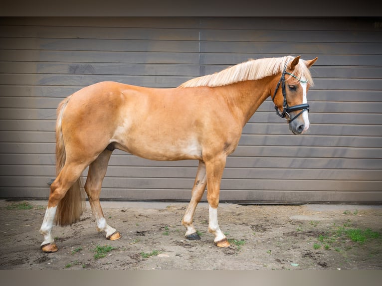 New Forest Pony Gelding 4 years 13,3 hh Chestnut-Red in Hünxe