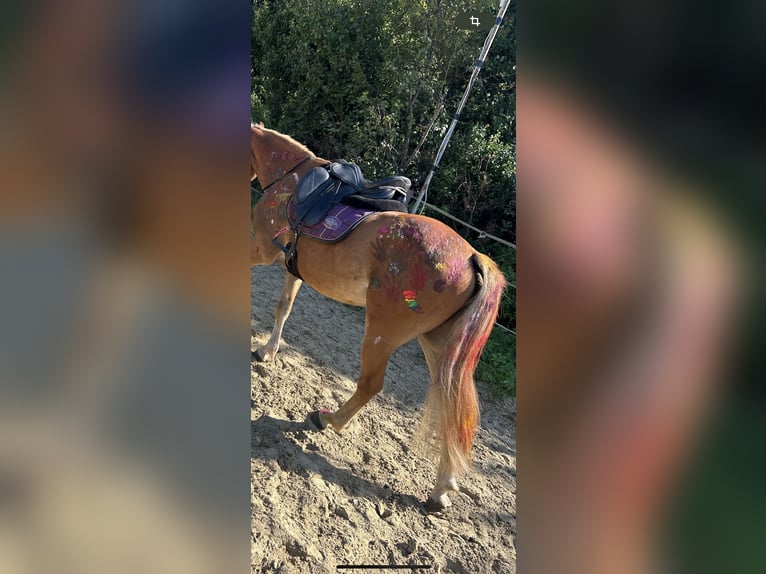 New Forest Pony Gelding 4 years 13,3 hh Chestnut-Red in Hünxe