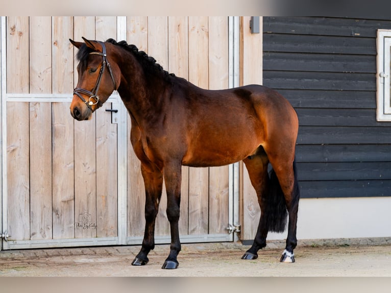 New Forest Pony Gelding 4 years 14.1 hh Bay-Dark in Heerle