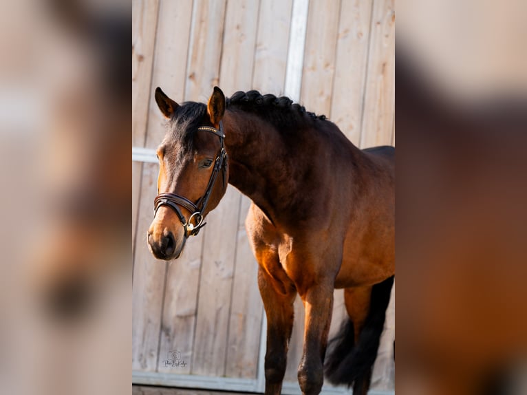 New Forest Pony Gelding 4 years 14.1 hh Bay-Dark in Heerle