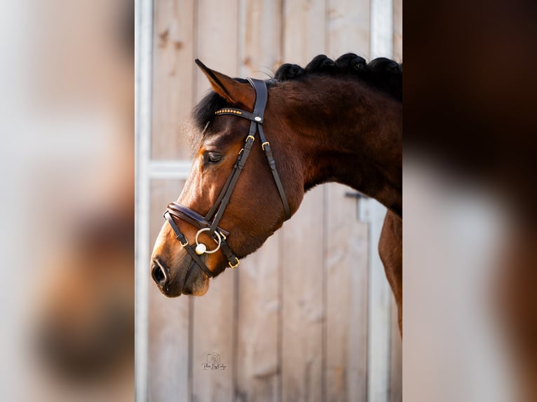 New Forest Pony Gelding 4 years 14.1 hh Bay-Dark in Wouwse Plantage