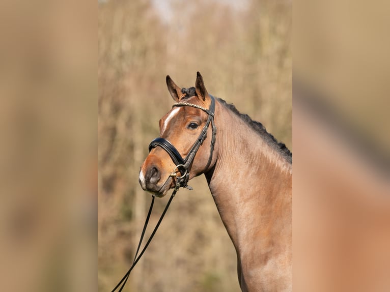 New Forest Pony Gelding 4 years 14.1 hh Brown in Heinzenbach