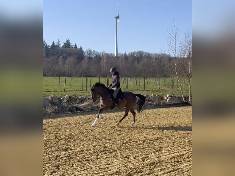 New Forest Pony Gelding 4 years 14.1 hh Brown in Heinzenbach
