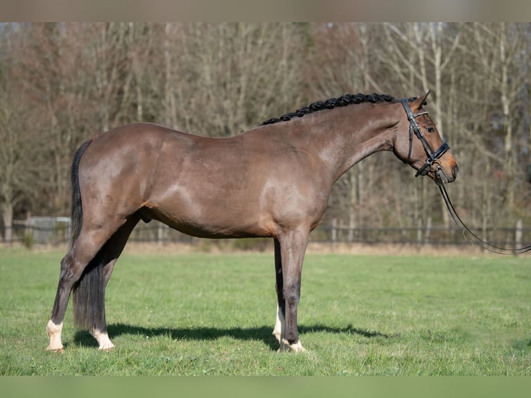 New Forest Pony Gelding 4 years 14.1 hh Brown in Heinzenbach
