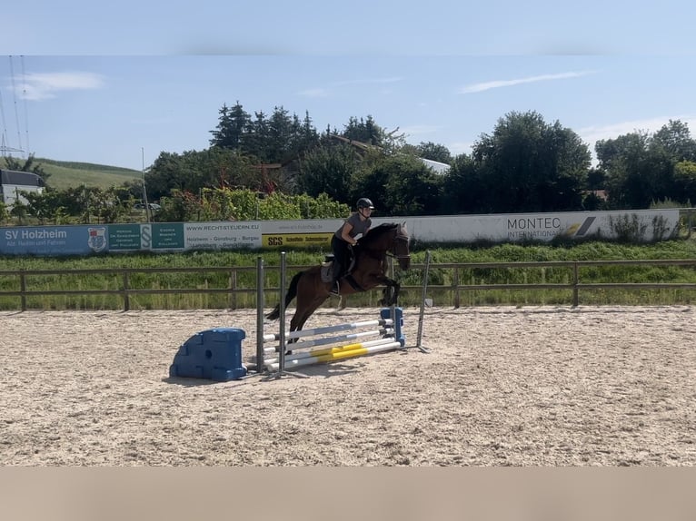 New Forest Pony Gelding 4 years 14,1 hh Brown in Holzheim