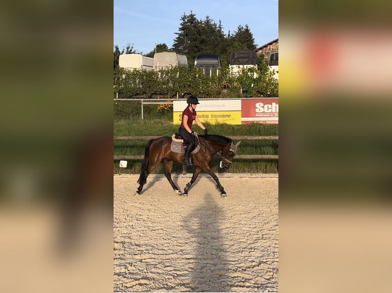 New Forest Pony Gelding 4 years 14,1 hh Brown in Holzheim