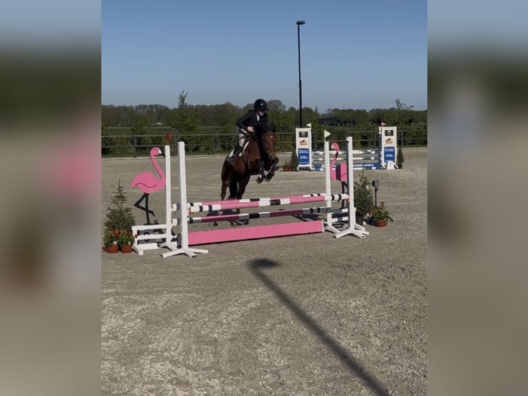 New Forest Pony Gelding 4 years 14.1 hh Brown in Didam