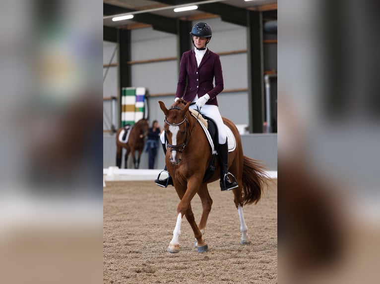 New Forest Pony Gelding 4 years 14.1 hh Chestnut-Red in Venlo