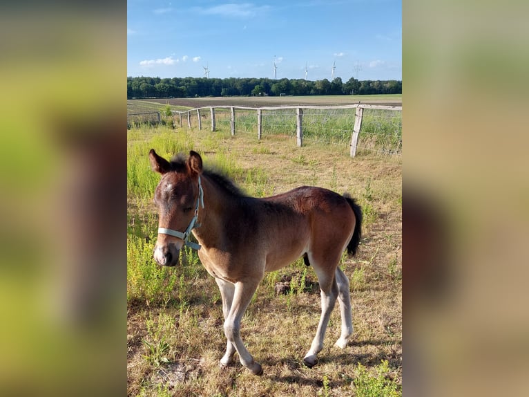 New Forest Pony Gelding 4 years 14 hh Bay-Dark in Toppenstedt