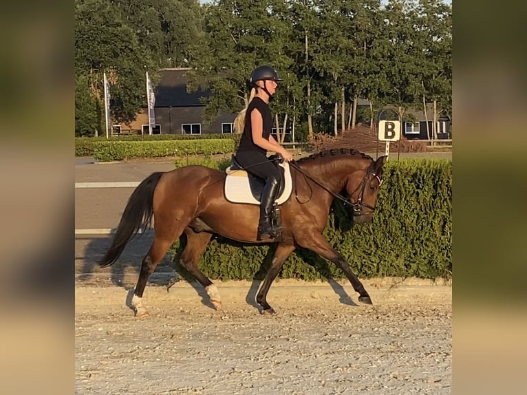 New Forest Pony Gelding 4 years 14 hh Brown in Zeewolde