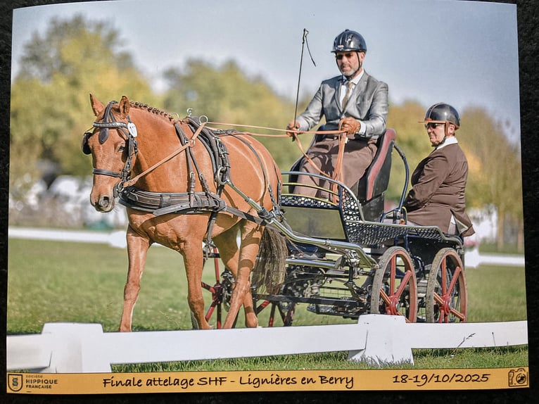 New Forest Pony Gelding 4 years 14 hh Chestnut-Red in Saint-Fr&#xE9;joux