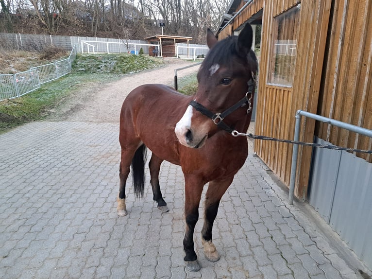 New Forest Pony Gelding 4 years 14,1 hh Bay-Dark in Zistersdorf