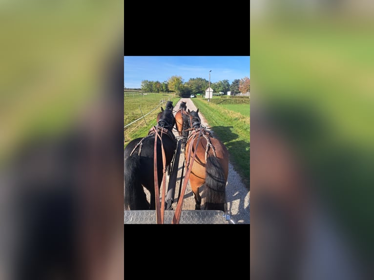 New Forest Pony Gelding 4 years 14,1 hh Bay-Dark in Zistersdorf