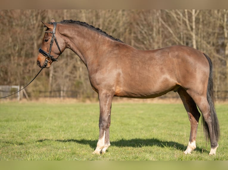 New Forest Pony Gelding 4 years 14,1 hh Brown in Heinzenbach
