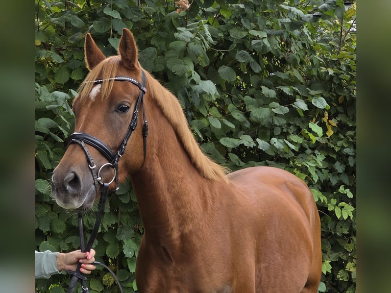 New Forest Pony Gelding 4 years 15 hh Chestnut in Wachtendonk