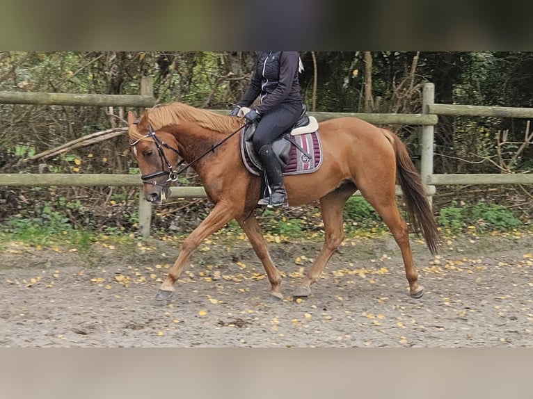 New Forest Pony Gelding 4 years 15 hh Chestnut in Wachtendonk