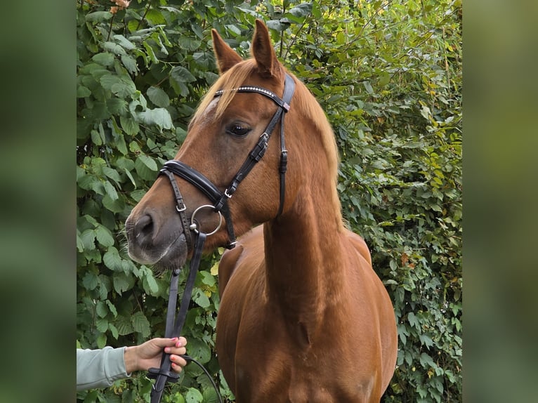New Forest Pony Gelding 4 years 15 hh Chestnut in Wachtendonk