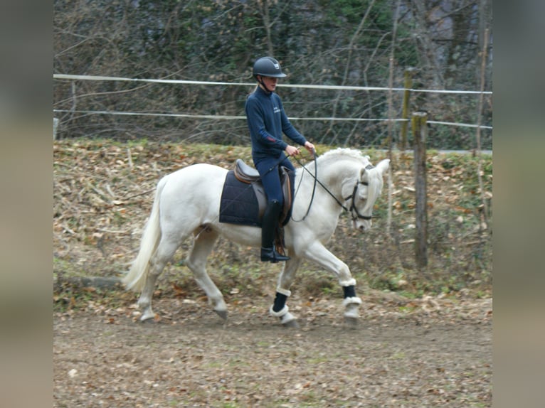 New Forest Pony Mix Gelding 5 years 13,2 hh Cremello in Sessa