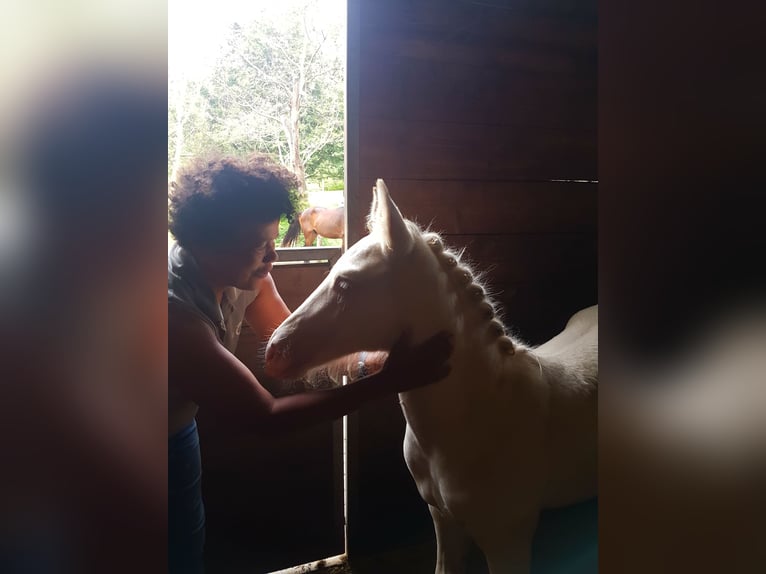 New Forest Pony Mix Gelding 5 years 13,2 hh Cremello in Sessa