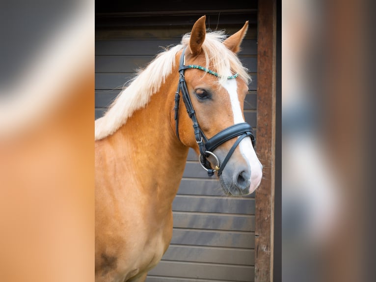 New Forest Pony Gelding 5 years 13,3 hh Chestnut-Red in Hünxe