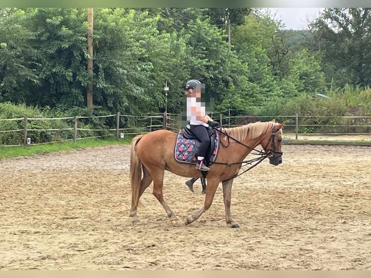 New Forest Pony Gelding 5 years 13,3 hh Chestnut-Red in Hünxe