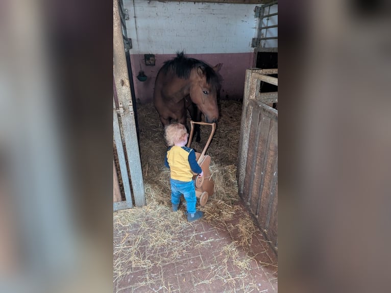 New Forest Pony Gelding 5 years 13,1 hh Brown in Borken
