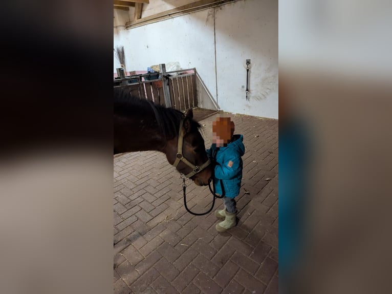 New Forest Pony Gelding 5 years 13,1 hh Brown in Borken
