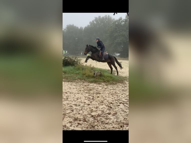 New Forest Pony Gelding 5 years 14,1 hh Bay-Dark in Châtellerault