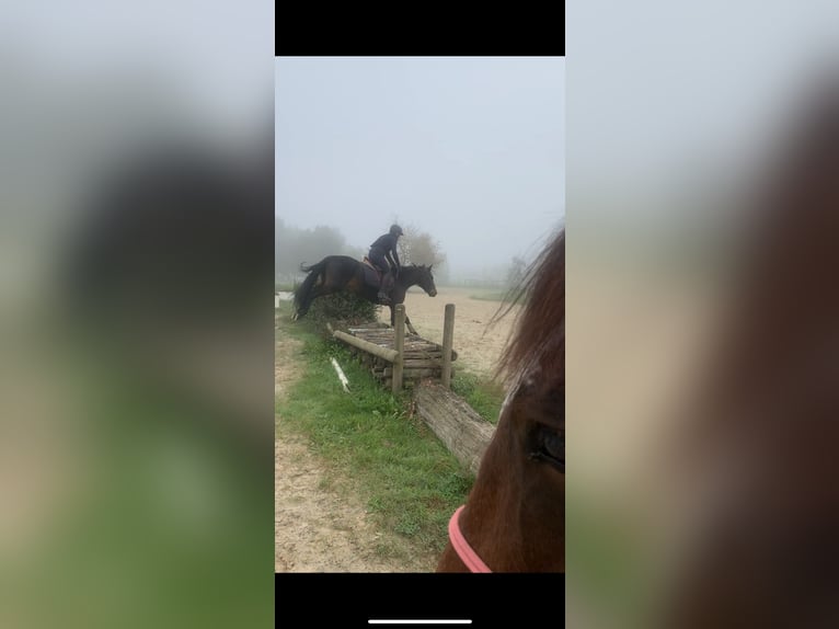 New Forest Pony Gelding 5 years 14,1 hh Bay-Dark in Châtellerault