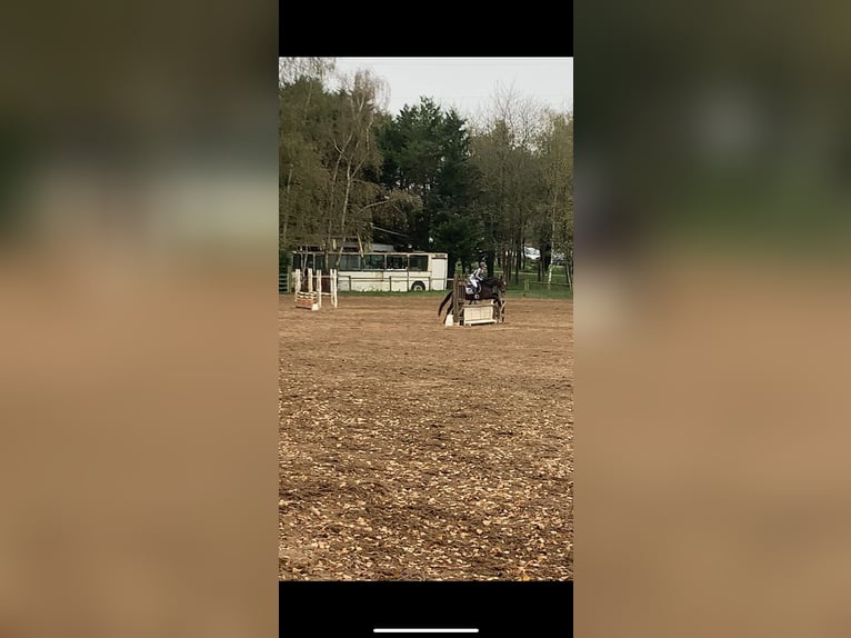 New Forest Pony Gelding 5 years 14,1 hh Bay-Dark in Châtellerault