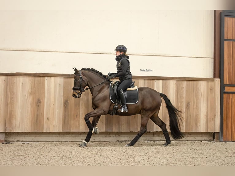 New Forest Pony Gelding 5 years 14.1 hh Bay-Dark in Oost West en Middelbeers