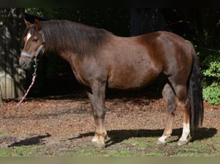 New Forest Pony Gelding 5 years 14 hh Chestnut-Red in Sieverstedt