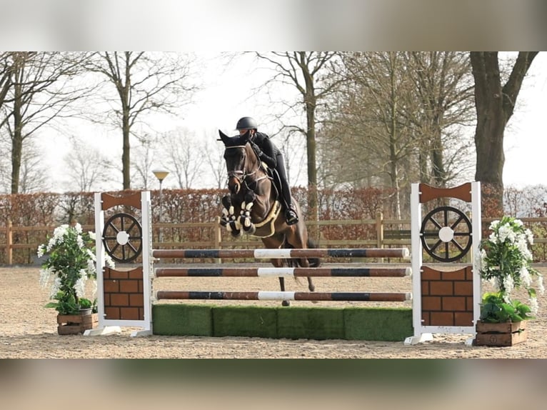 New Forest Pony Gelding 5 years 14,1 hh Bay-Dark in Oost West en Middelbeers