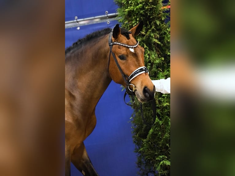 New Forest Pony Gelding 5 years 14,1 hh Brown in Heinzenbach