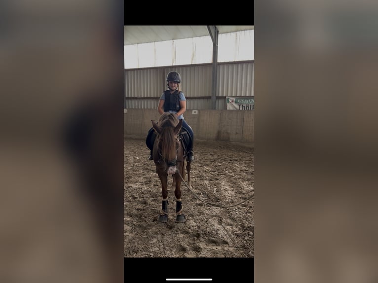 New Forest Pony Gelding 5 years 14,1 hh Chestnut in Nordhorn