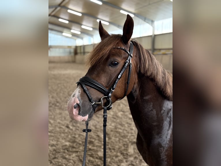 New Forest Pony Gelding 5 years 14,1 hh Chestnut in Nordhorn