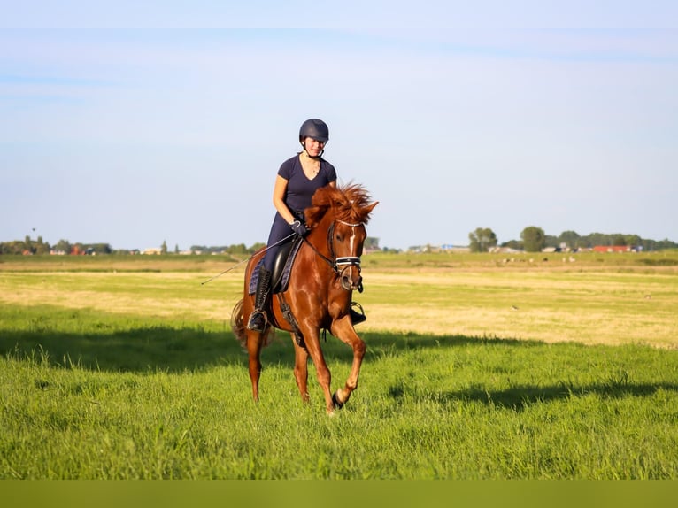 New Forest Pony Gelding 5 years 14,2 hh Chestnut-Red in Pijnacker