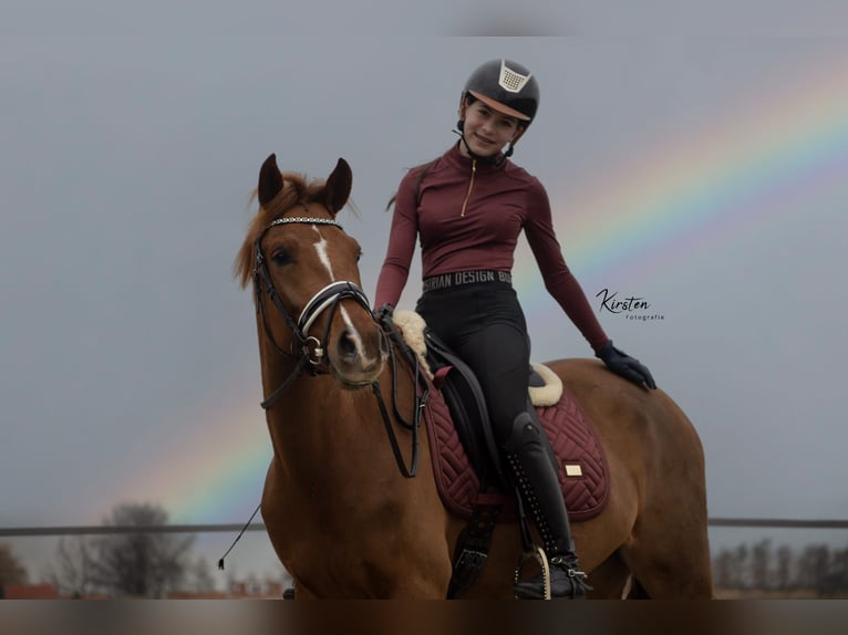 New Forest Pony Gelding 5 years 14,2 hh Chestnut-Red in Pijnacker
