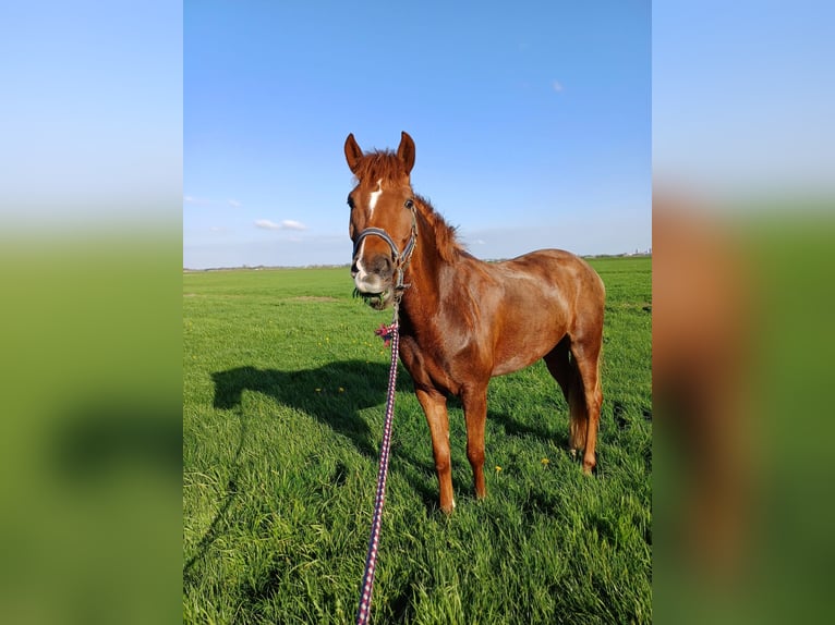 New Forest Pony Gelding 5 years 14,2 hh Chestnut-Red in Pijnacker