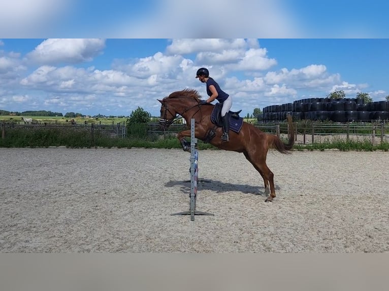 New Forest Pony Gelding 5 years 14,2 hh Chestnut-Red in Pijnacker