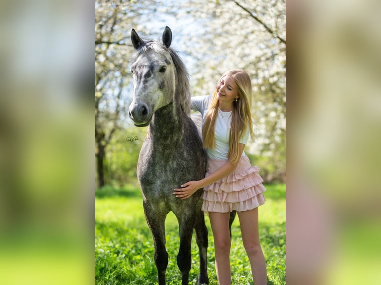 New Forest Pony Gelding 6 years 13,1 hh Grey in Lith