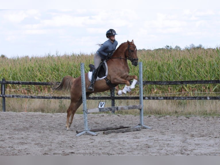 New Forest Pony Mix Gelding 6 years 13,2 hh Chestnut-Red in Hellevoetsluis