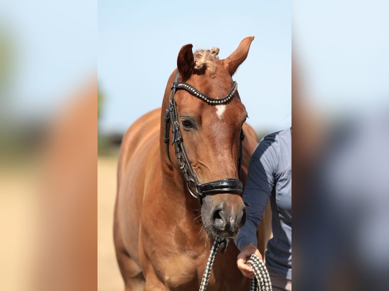 New Forest Pony Mix Gelding 6 years 13,2 hh Chestnut-Red in Hellevoetsluis