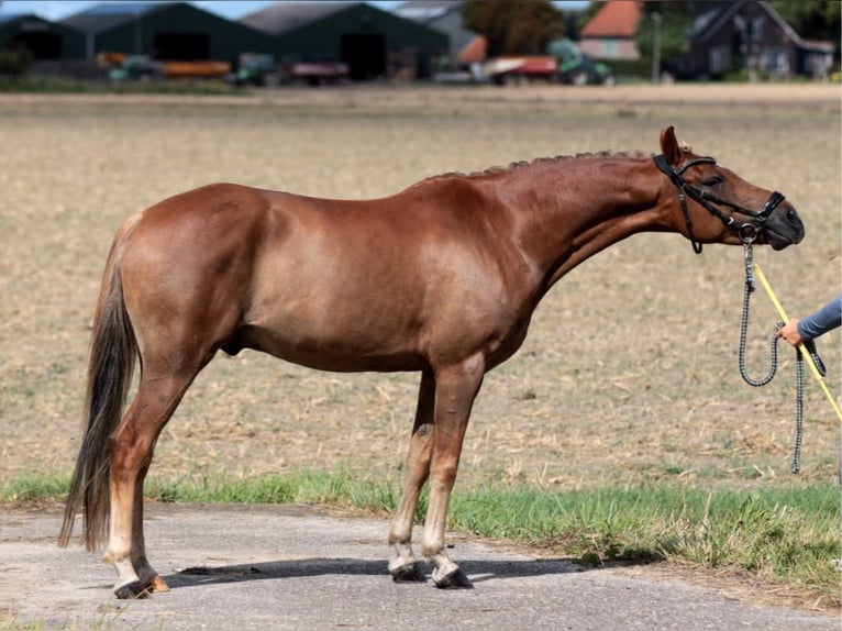 New Forest Pony Mix Gelding 6 years 13,2 hh Chestnut-Red in Hellevoetsluis