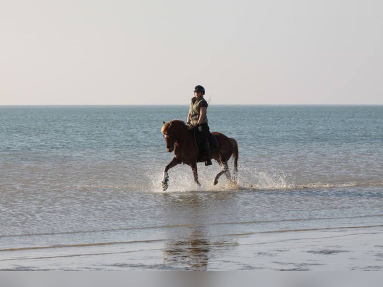 New Forest Pony Mix Gelding 6 years 13,2 hh Chestnut-Red in Hellevoetsluis