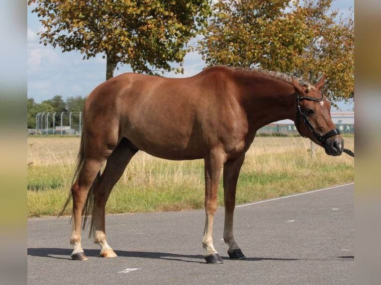 New Forest Pony Mix Gelding 6 years 13,2 hh Chestnut-Red in Hellevoetsluis