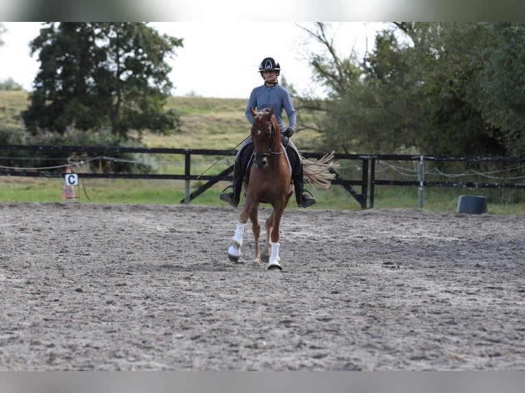 New Forest Pony Mix Gelding 6 years 13,2 hh Chestnut-Red in Hellevoetsluis