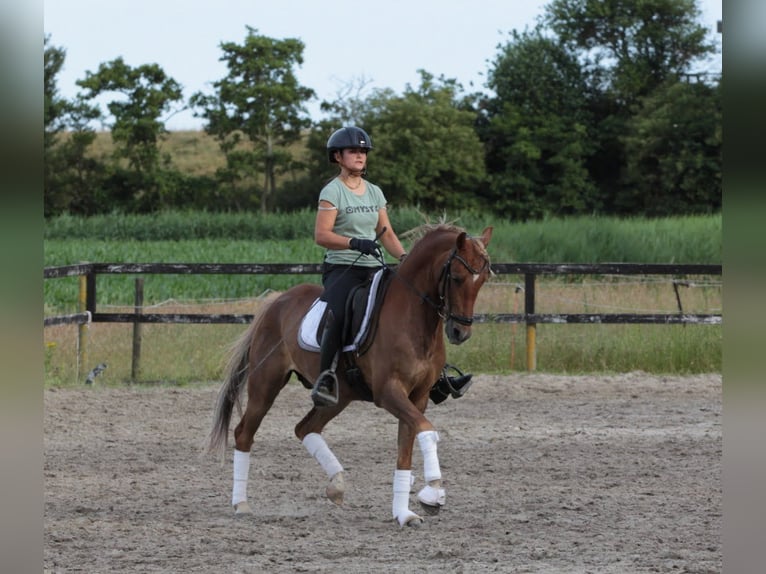 New Forest Pony Mix Gelding 6 years 13,2 hh Chestnut-Red in Hellevoetsluis